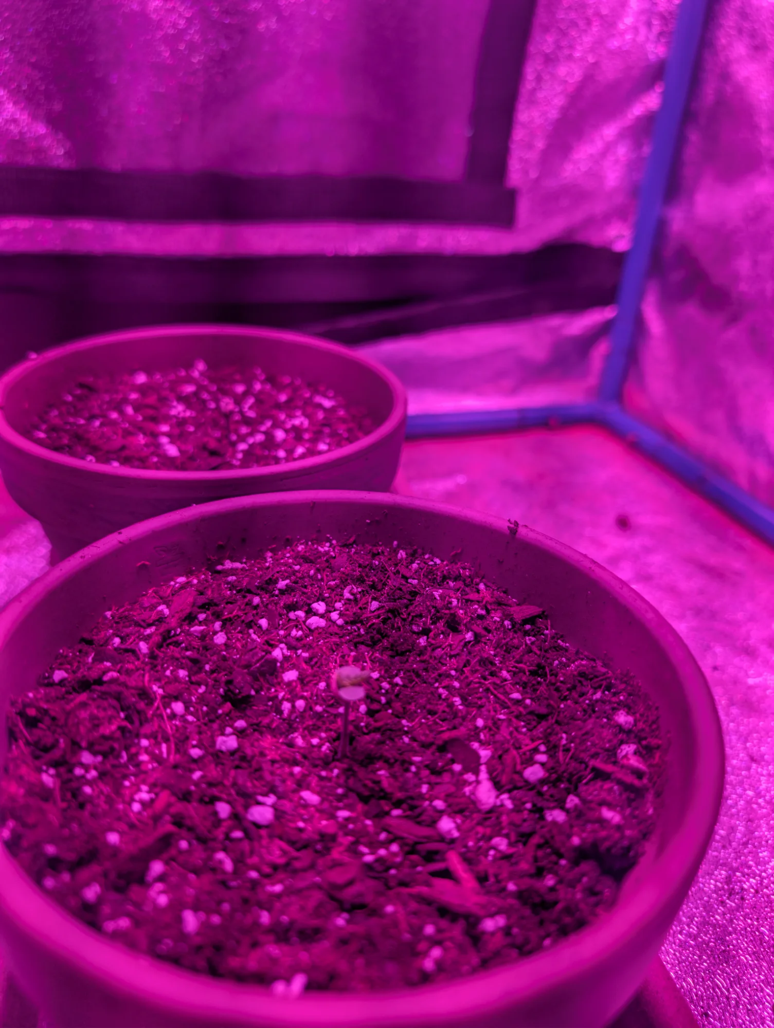 Day 5 - Grow Tent Setup