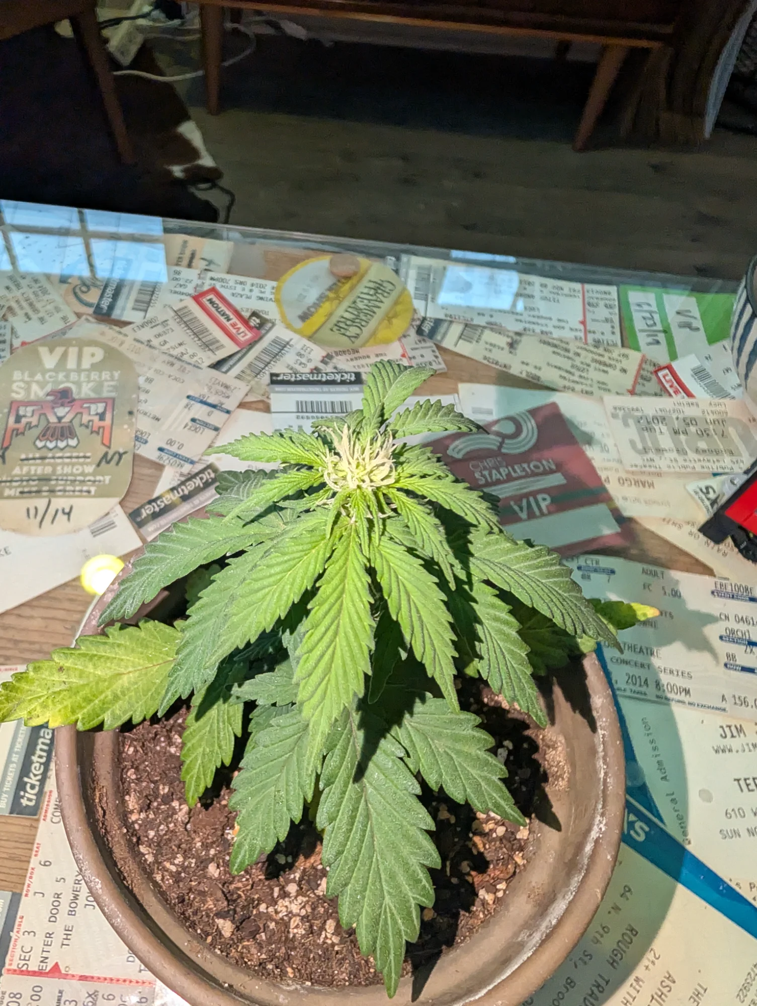 Day 42 - Early Flower