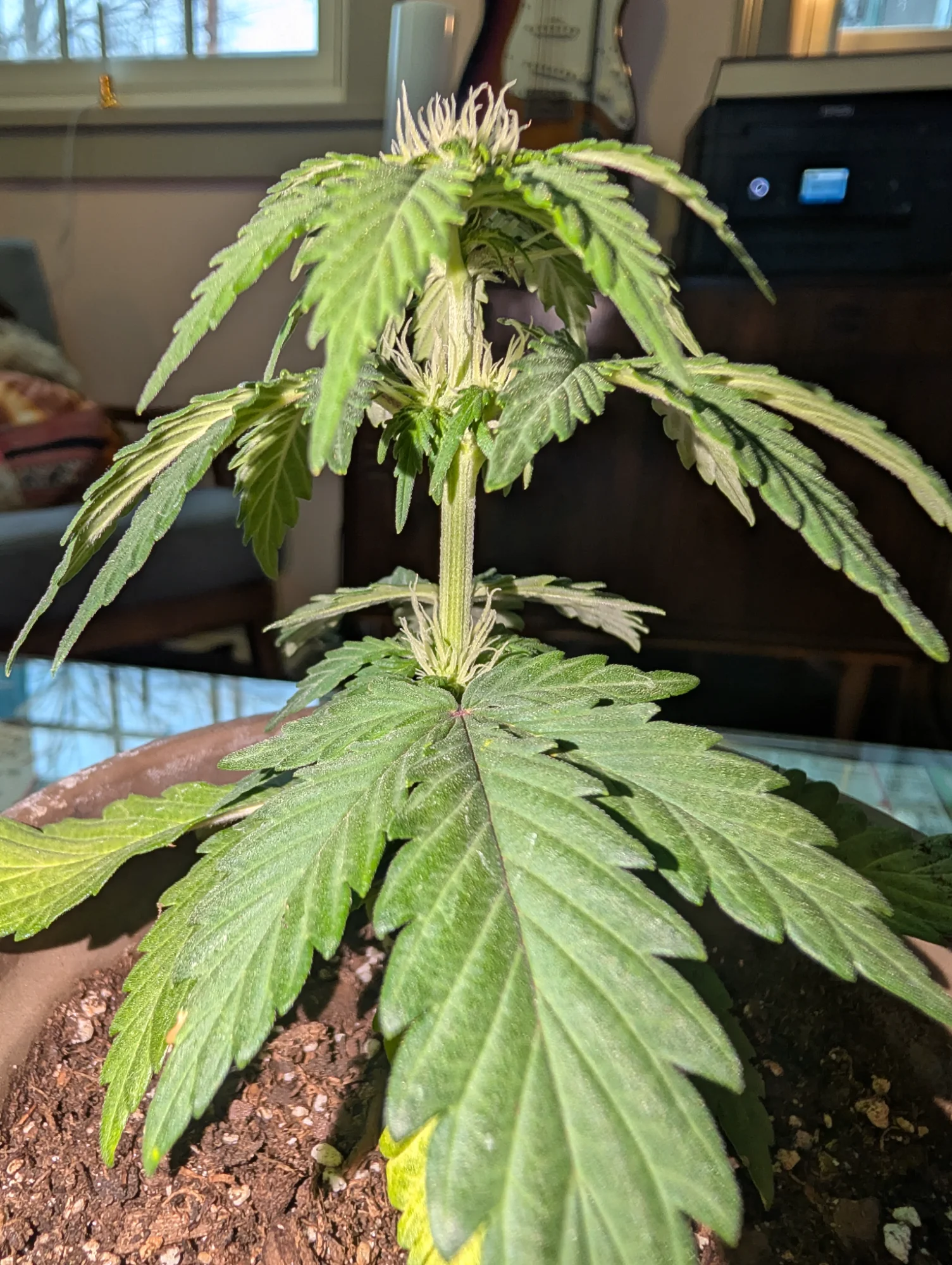 Day 42 - Full Plant