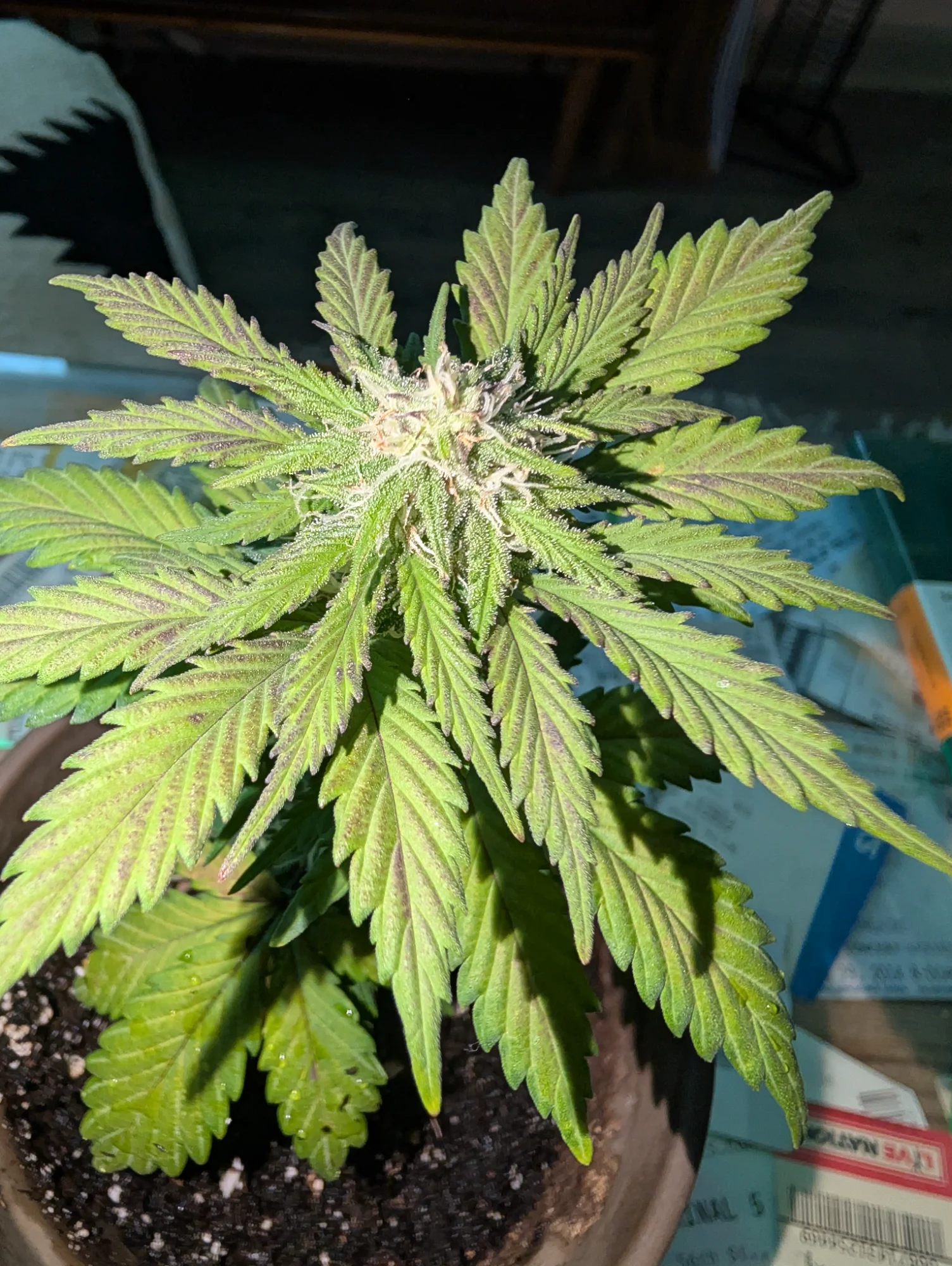 Day 54 - Top Cola