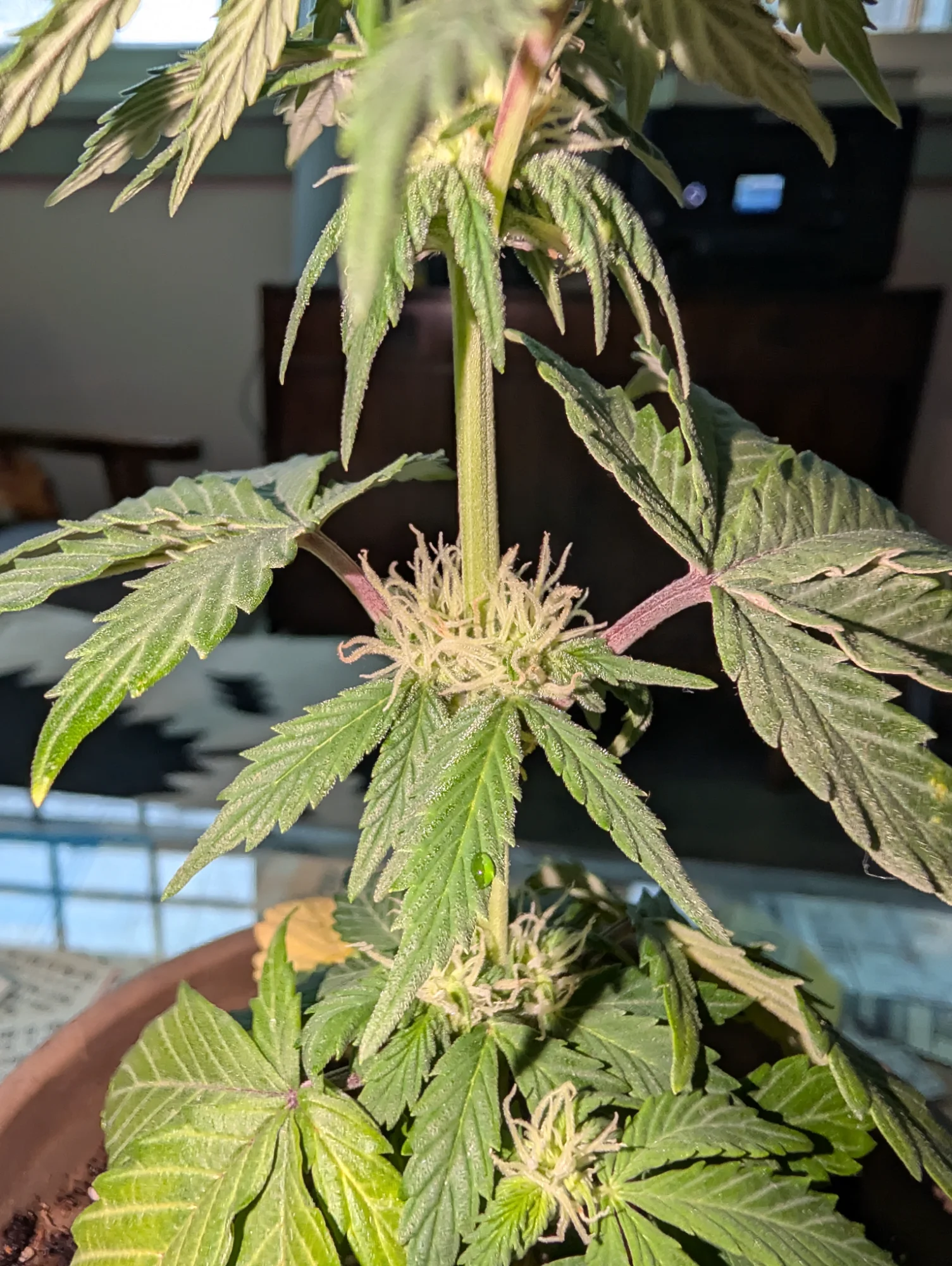 Day 54 - Node Detail