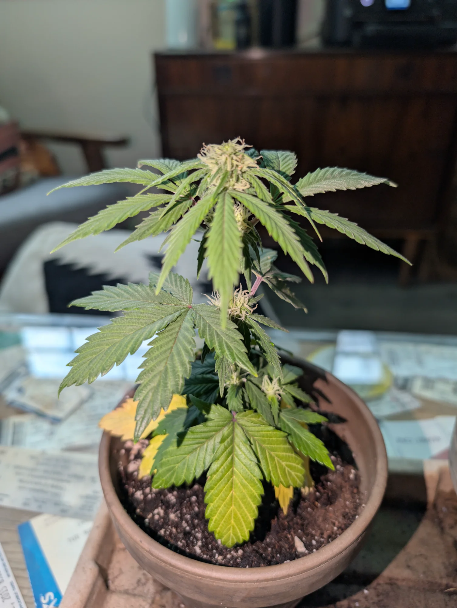 Day 54 - Side Profile