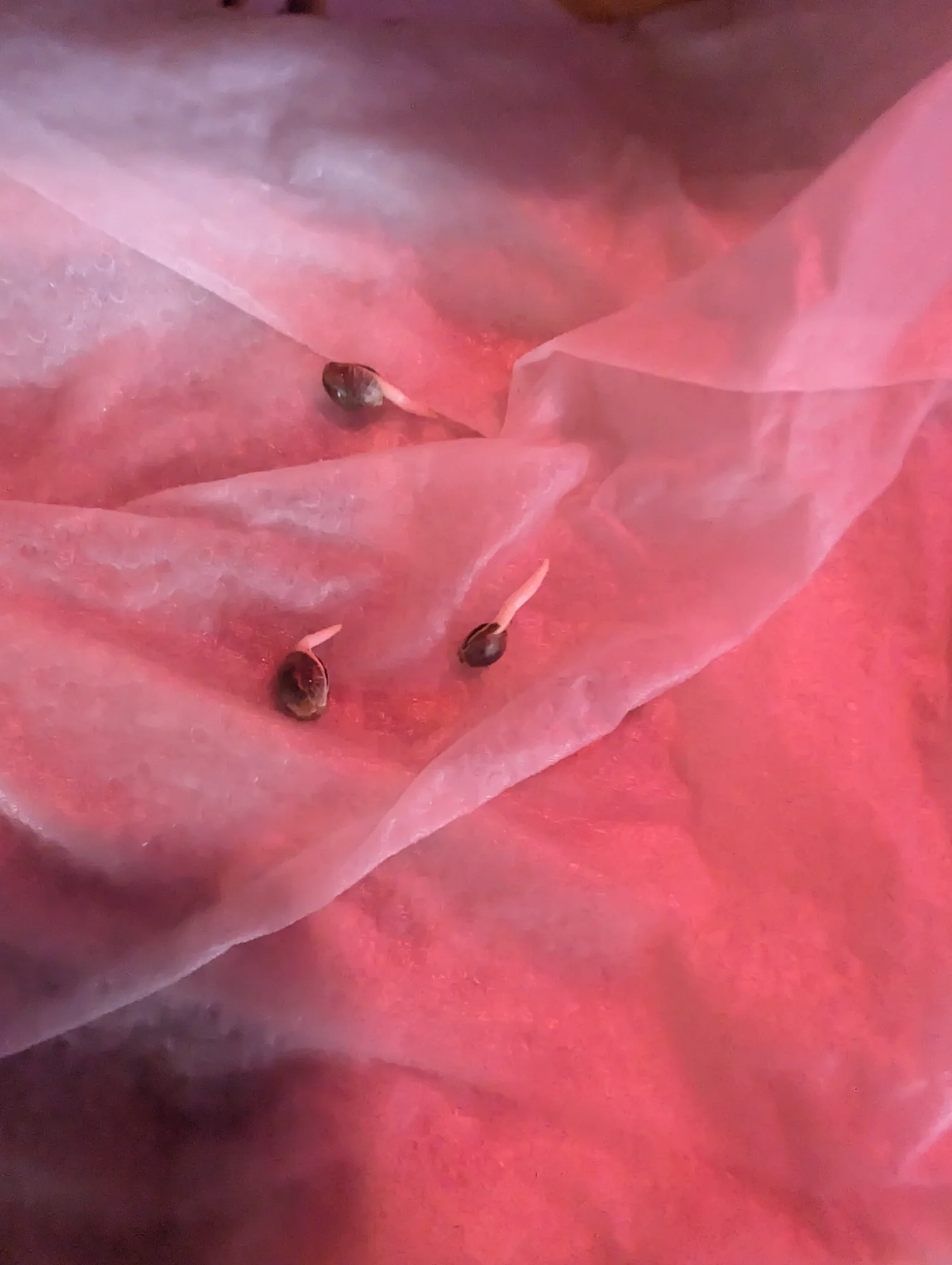 Day 2 - Taproot Emergence