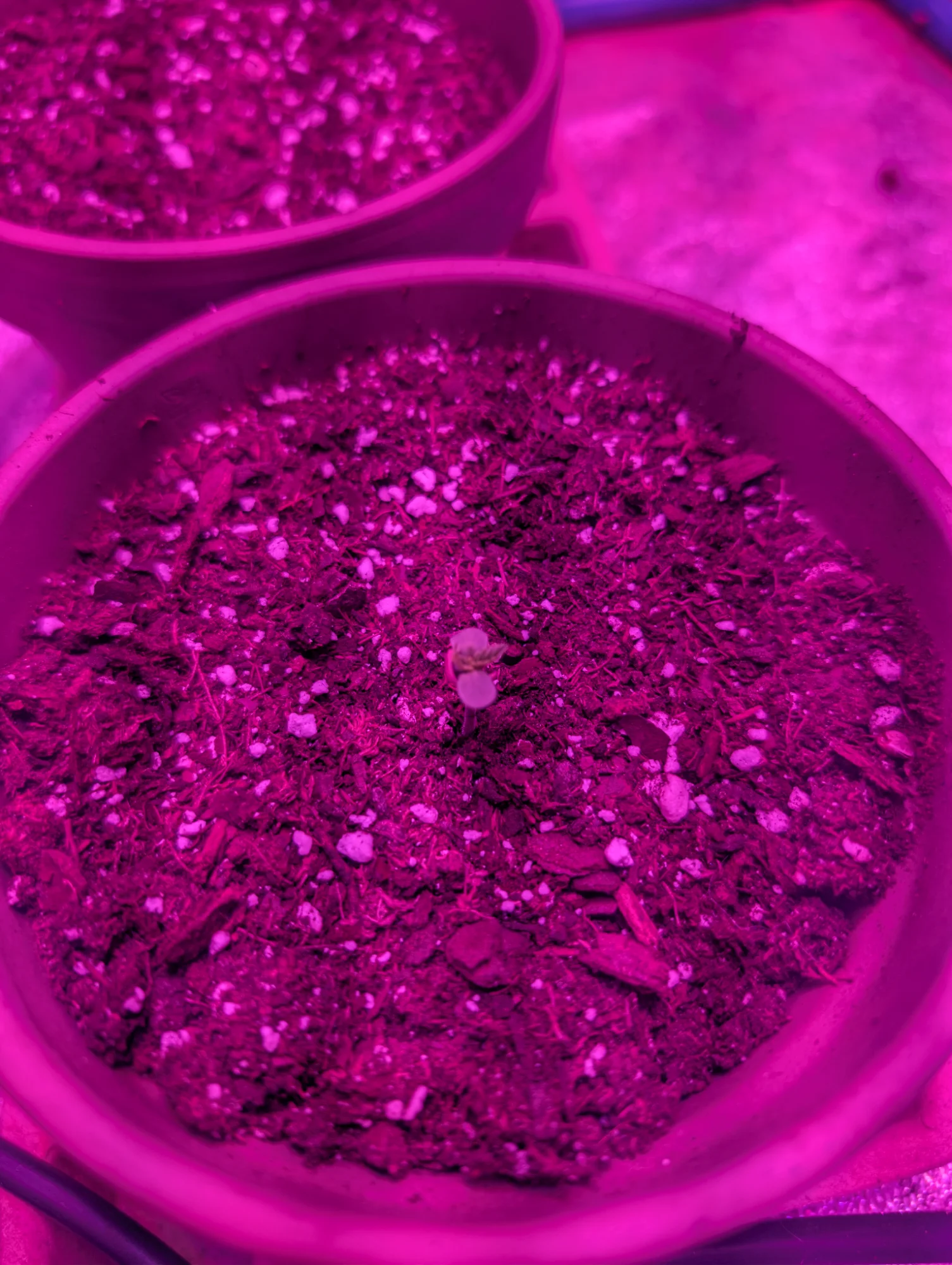 Day 5 - First Emergence
