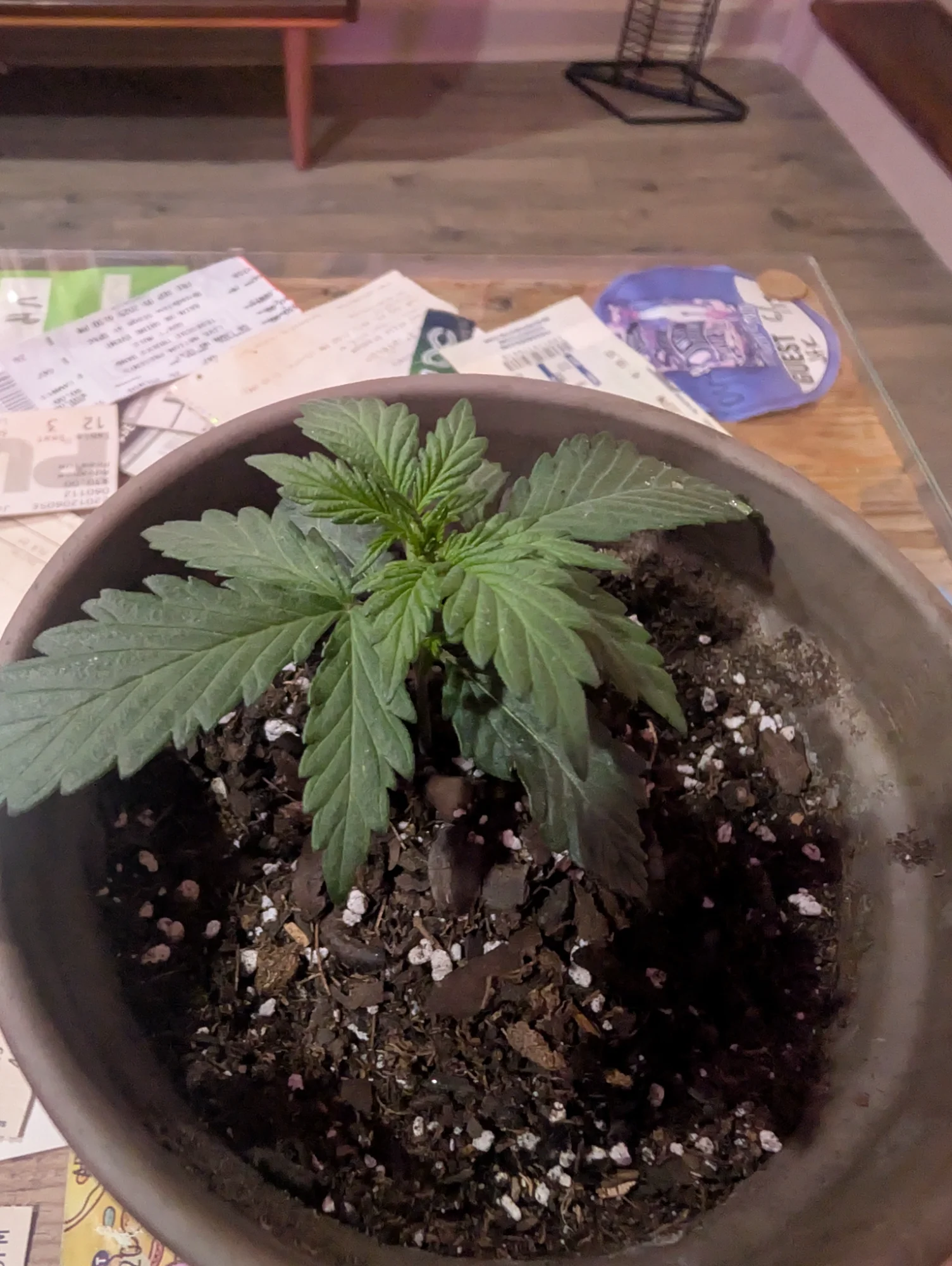 Day 28 - Vegetative Growth