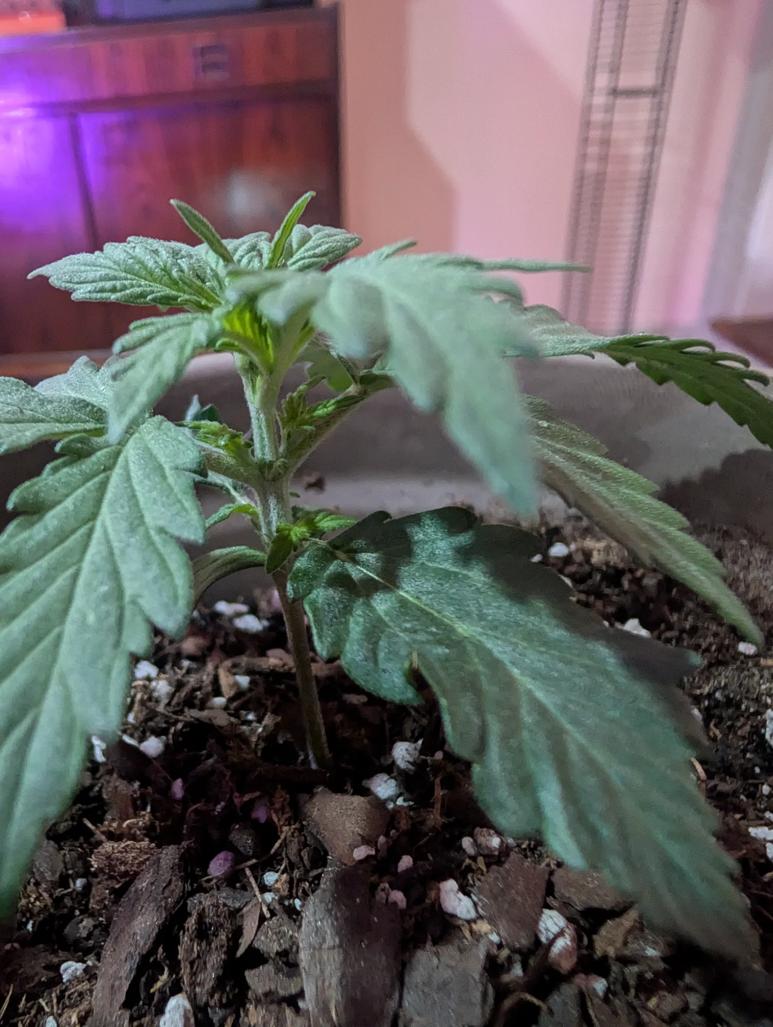 Day 28 - Healthy Leaves