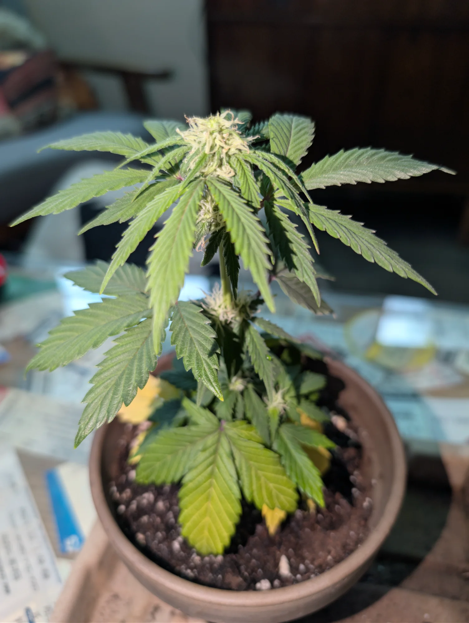 Day 54 - Bud Development